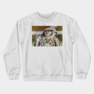 Bird of prey - Kestrel Crewneck Sweatshirt